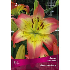 Лилия Оклахома Сити