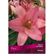 Лилия Олгаве (ЛА-гибрид)