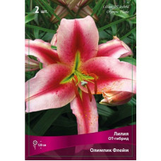 Лилия Олимпик Флейм (ОТ-гибрид)