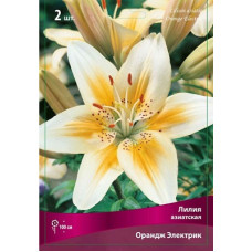 Лилия Ориндж Электрик (азиатская)