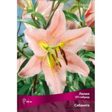Лилия Сабанета (ОТ-гибрид)