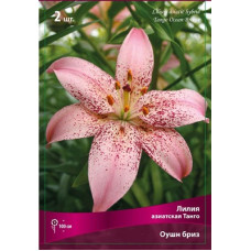 Лилия Оушн Бриз (азиатская Танго)