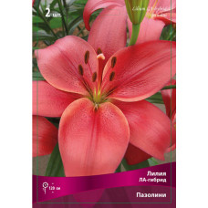 Лилия Пазолини (ЛА-гибрид)