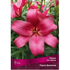 Лилия Пепл Даймонд (ЛА-гибрид)
