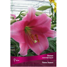 Лилия Пинк Хевен (лонгифлорум)