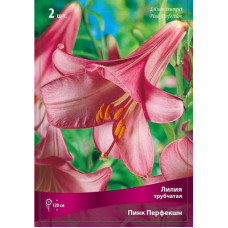 Лилия Пинк Перфекшн (трубчатая)
