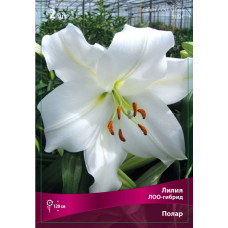 Лилия Полар (ЛОО-гибриды)