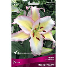 Лилия Примроуз Хилл (восточная)
