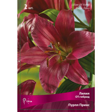 Лилия Пёпл Принц (ОТ-гибрид)