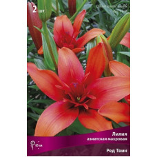 Лилия Ред Твин (азиатская махровая)