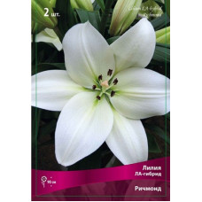 Лилия Ричмонд (ЛА-гибрид)