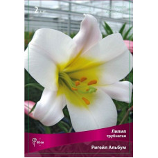 Лилия Ригейл Альбум (трубчатая)