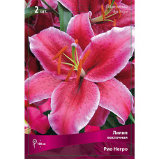 Лилия Рио Негро (восточная)