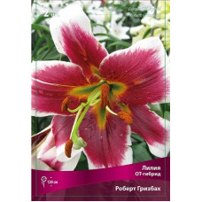 Лилия Роберт Грисбах (ОТ-гибрид)