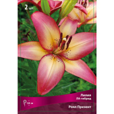 Лилия Ройал Презент (ЛА-гибрид)
