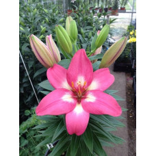 Лилия Розалин (азиатская) 