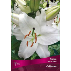 Лилия Сайберия