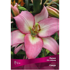 Лилия Самур (ЛА-гибрид)