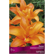 Лилия Себ Латте (азиатская махровая)