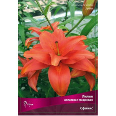 Лилия Сфинкс  (азиатская махровая)