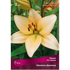 Лилия Шампань Даймонд (ЛА-гибрид)