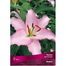 Лилия Шейла (восточная)