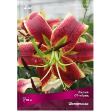 Лилия Шехерезада (ОТ-гибрид)
