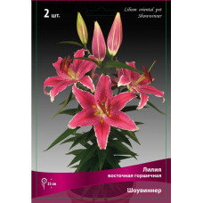 Лилия Шоувиннер (восточная горшечная)
