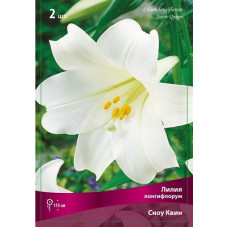 Лилия Сноу Квин (лонгифлорум)