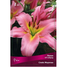 Лилия Спейс Маунтин 