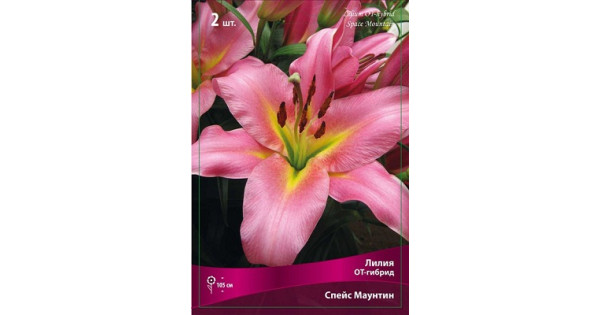 Лилия спейс маунтин. Лилия маунтейн джой. Лилия спейс маунтин. Лилия маунтейн джой. Лилия маунтин джой.