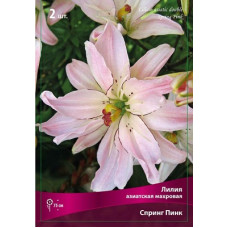 Лилия Спринг Пинк  (азиатская махровая)
