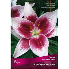 Лилия Строберри энд Крим (азиатская Танго)