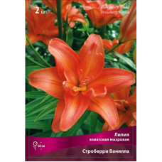 Лилия Строберри Ванилла  (азиатская махровая)