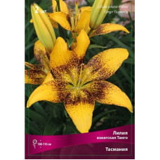 Лилия Тасмания (азиасткая Танго)