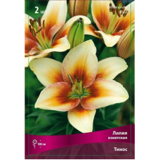 Лилия Тинос (азиатская)