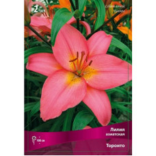 Лилия Торонто (азиатская)