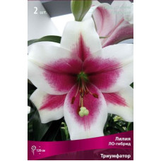 Лилия Триумфатор (ЛО-гибрид)