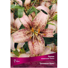 Лилия Тропикал Бриз (азиатская Танго)
