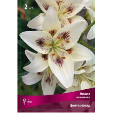 Лилия Центерфолд (азиатская)