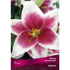 Лилия Цирано (лонгифлорум)