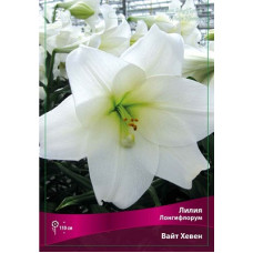 Лилия Вайт Хевен (лонгифлорум)