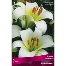 Лилия Вайт Планет (трубчатая)