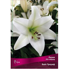 Лилия Вайт Триумф (ЛО-гибрид)
