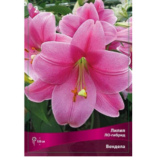 Лилия Венделла (ЛО-гибрид)