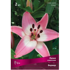 Лилия Вермеер (азиатская)