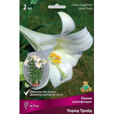 Лилия Уорлд Трейд (лонгифлорум)