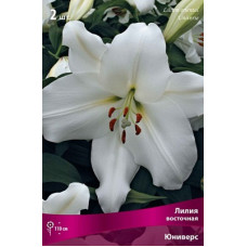 Лилия Юниверс (восточная)