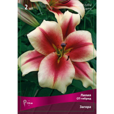 Лилия Загора (ОТ-гибрид)