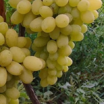 Виноград плодовый Лилла